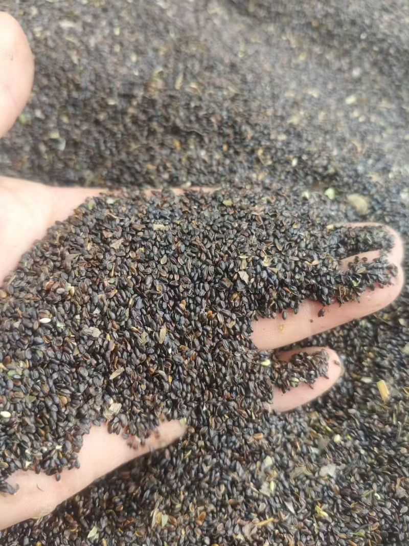 桔梗种籽大量有货成活率高品质优基地直供可视频看货欢迎咨