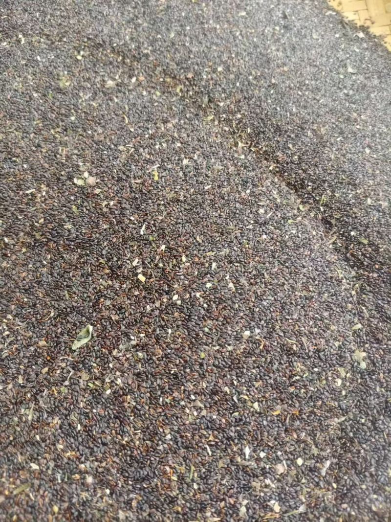 桔梗种籽大量有货成活率高品质优基地直供可视频看货欢迎咨
