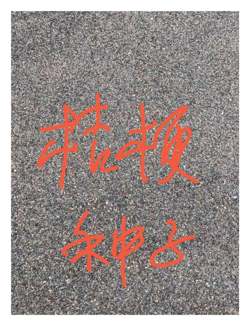 桔梗种籽大量有货成活率高品质优基地直供可视频看货欢迎咨
