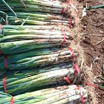 长白大葱，欢迎有需要的老板联系，无代办，无中间商！种植户