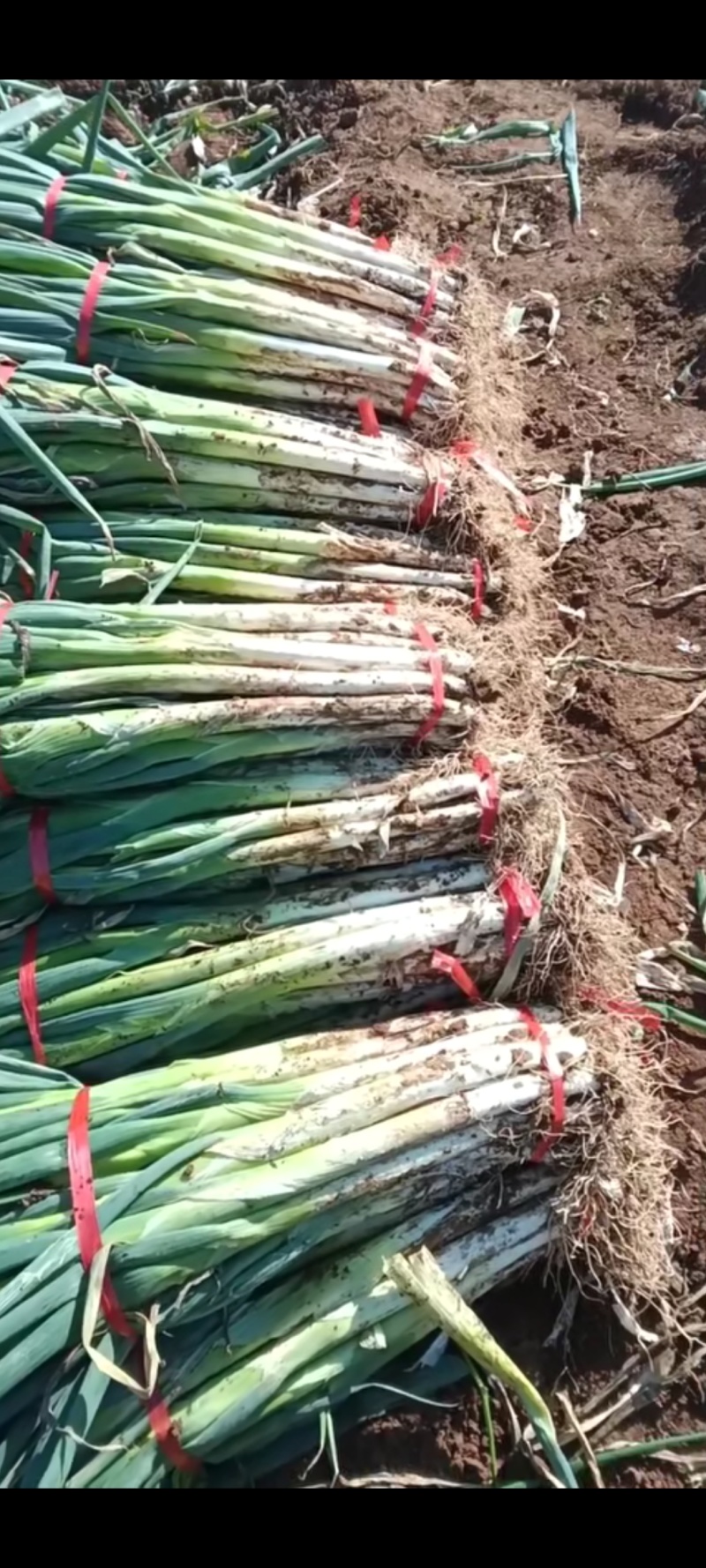长白大葱，欢迎有需要的老板联系，无代办，无中间商！种植户