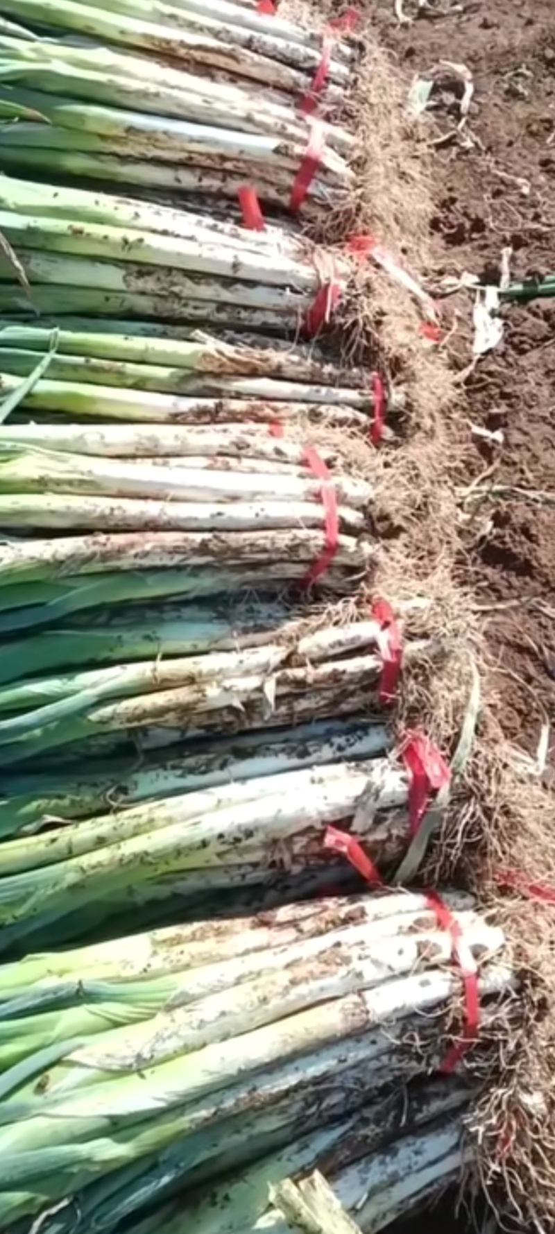 长白大葱，欢迎有需要的老板联系，无代办，无中间商！种植户