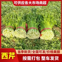 夏邑万亩芹菜大量上市质优价廉分拣运输一条龙价格低