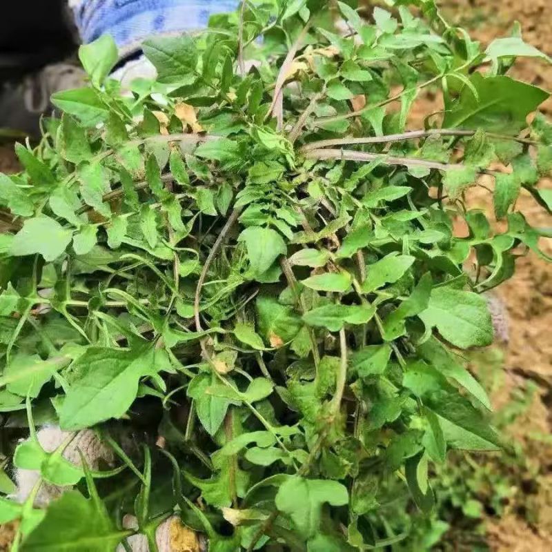 荠菜野生荠荠菜大叶季莱野荠菜阳台盆栽蔬菜
