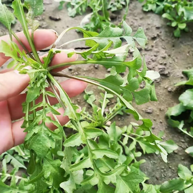 荠菜野生荠荠菜大叶季莱野荠菜阳台盆栽蔬菜
