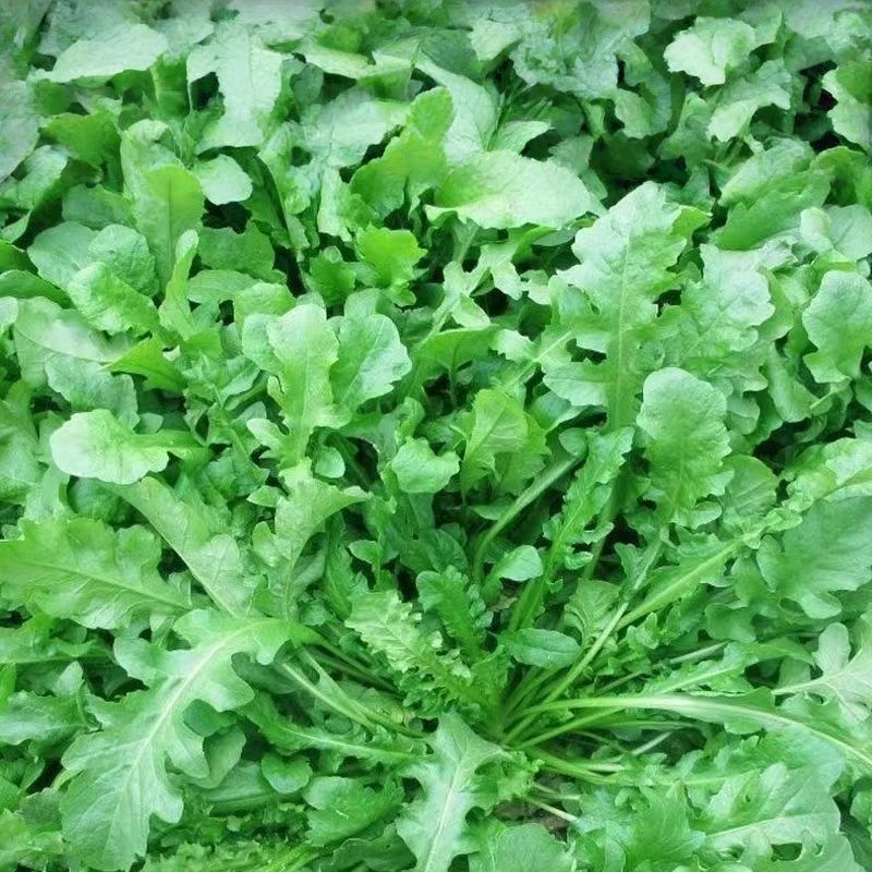 荠菜野生荠荠菜大叶季莱野荠菜阳台盆栽蔬菜
