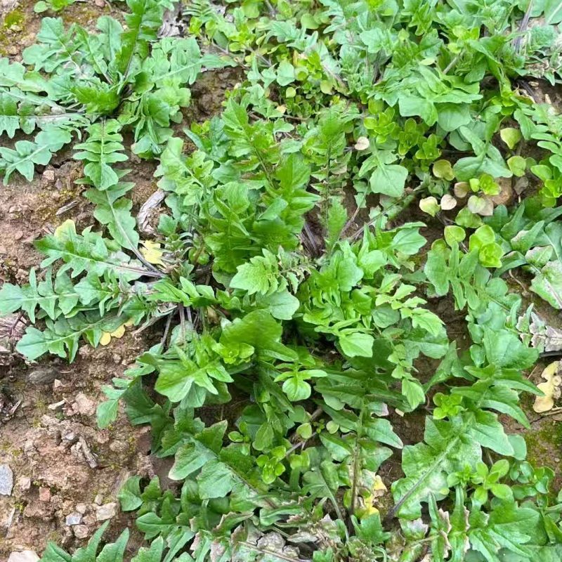 荠菜野生荠荠菜大叶季莱野荠菜阳台盆栽蔬菜