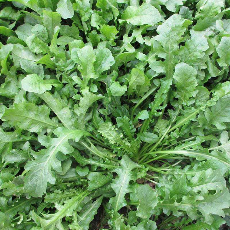 荠菜野生荠荠菜大叶季莱野荠菜阳台盆栽蔬菜