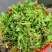 荠菜野生荠荠菜大叶季莱野荠菜阳台盆栽蔬菜