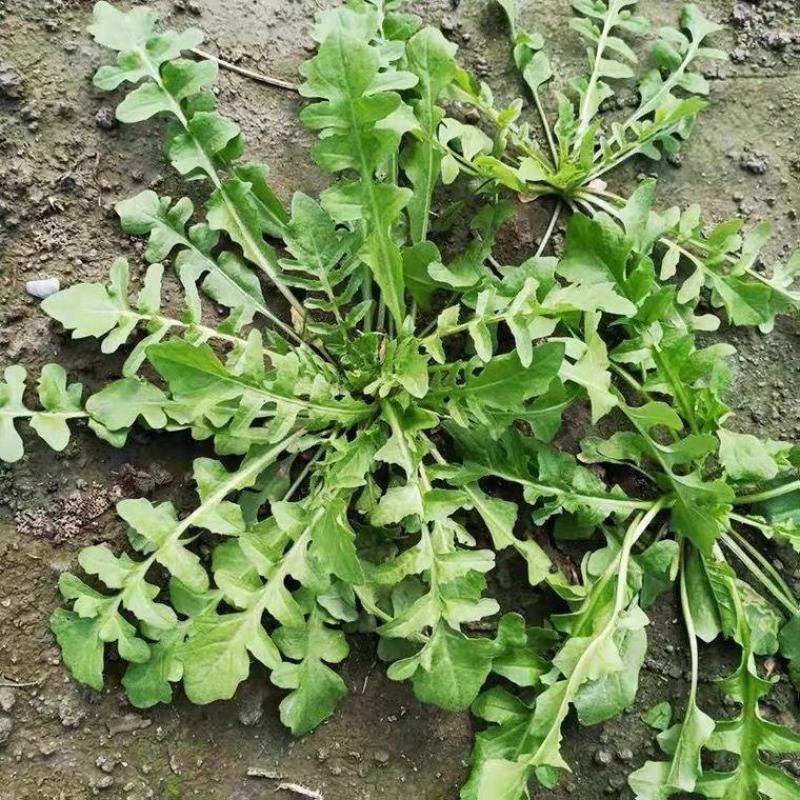 荠菜野生荠荠菜大叶季莱野荠菜阳台盆栽蔬菜