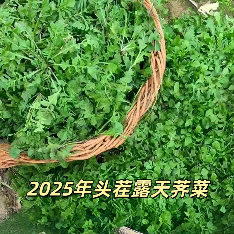 荠菜野生荠荠菜大叶季莱野荠菜阳台盆栽蔬菜