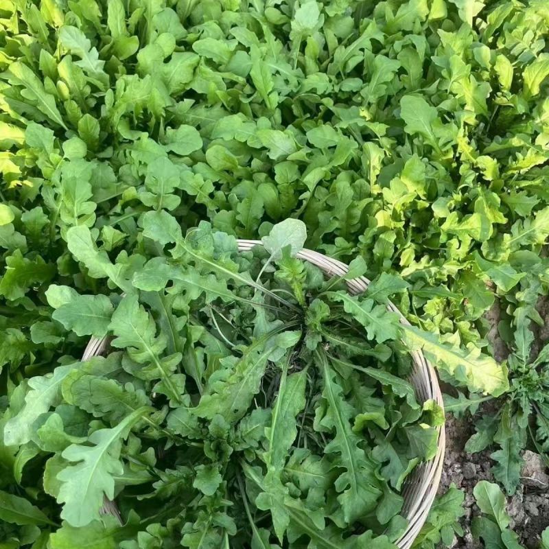 荠菜野生荠荠菜大叶季莱野荠菜阳台盆栽蔬菜