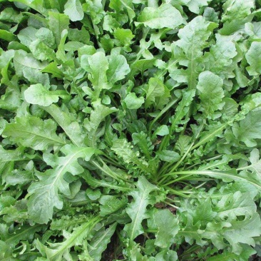 荠菜野生荠荠菜大叶季莱野荠菜阳台盆栽蔬菜