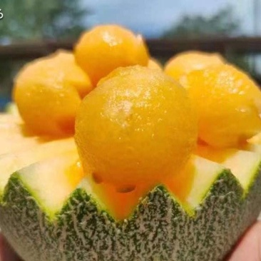 海南西州蜜哈密瓜