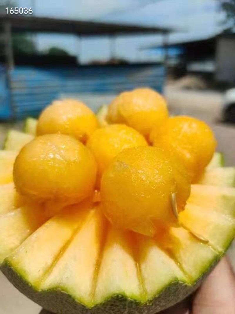 海南西州蜜哈密瓜