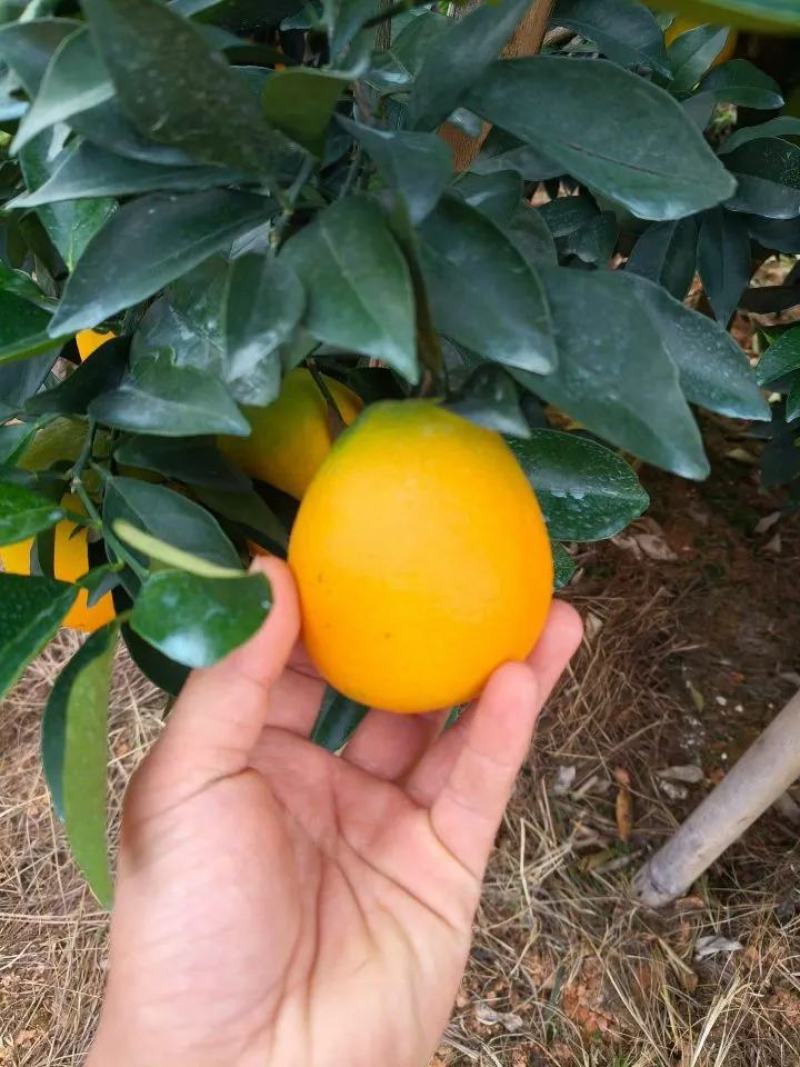 赣南信丰脐橙