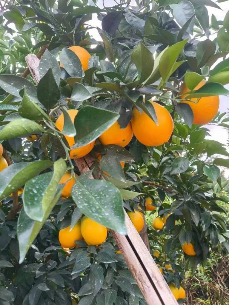 赣南信丰脐橙