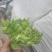 儿菜.大芯.小芯四川原产地儿菜货量大规格齐全