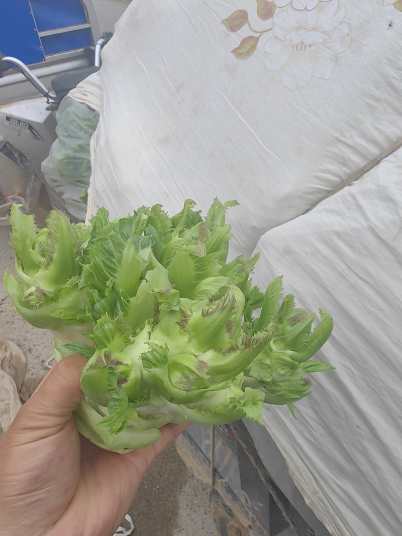儿菜.大芯.小芯四川原产地儿菜货量大规格齐全