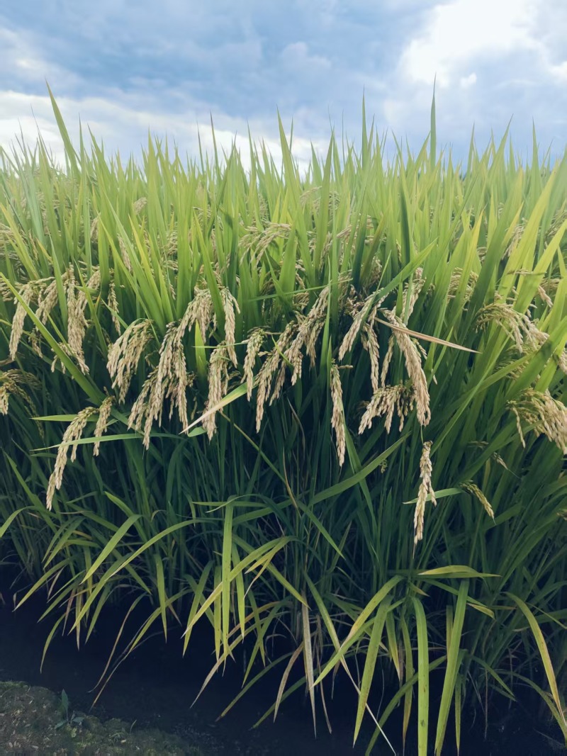 长粒香水稻