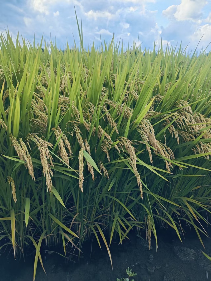 长粒香水稻