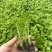 四季小香芹菜苗秧老品种本地山东寿光黄心蔬菜苗带土盆栽农户
