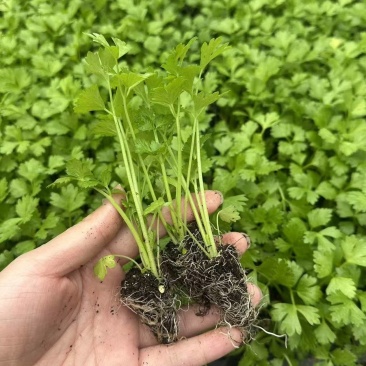 四季可栽植耐寒西芹秧苗蔬菜幼苗适合秋冬种植高产农户蔬菜秧