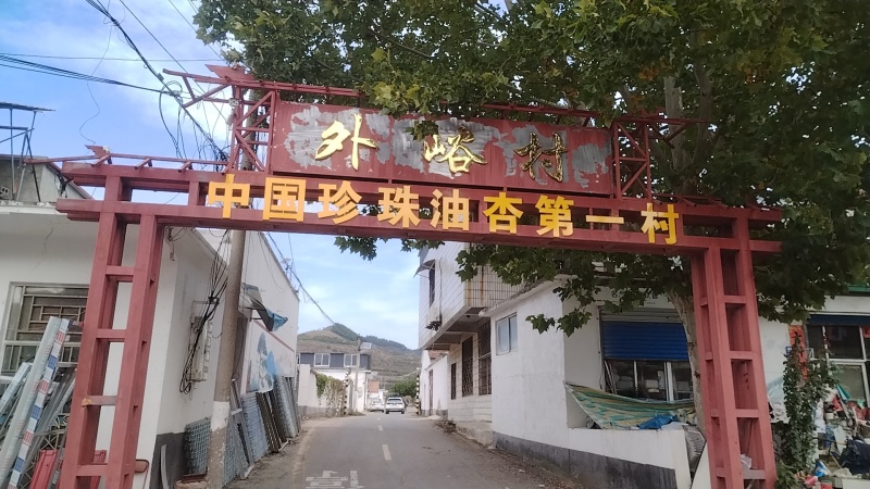 珍珠油杏树苗80cm以上