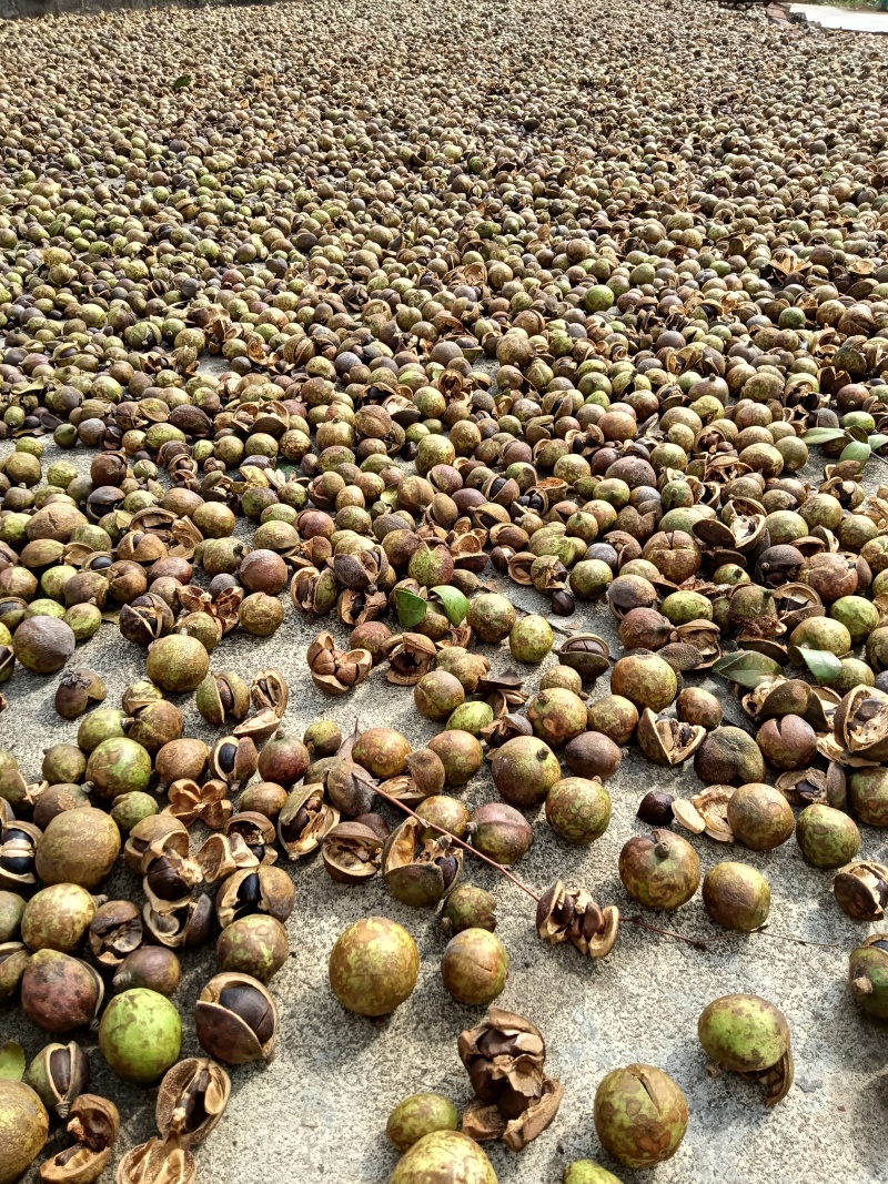 山茶油