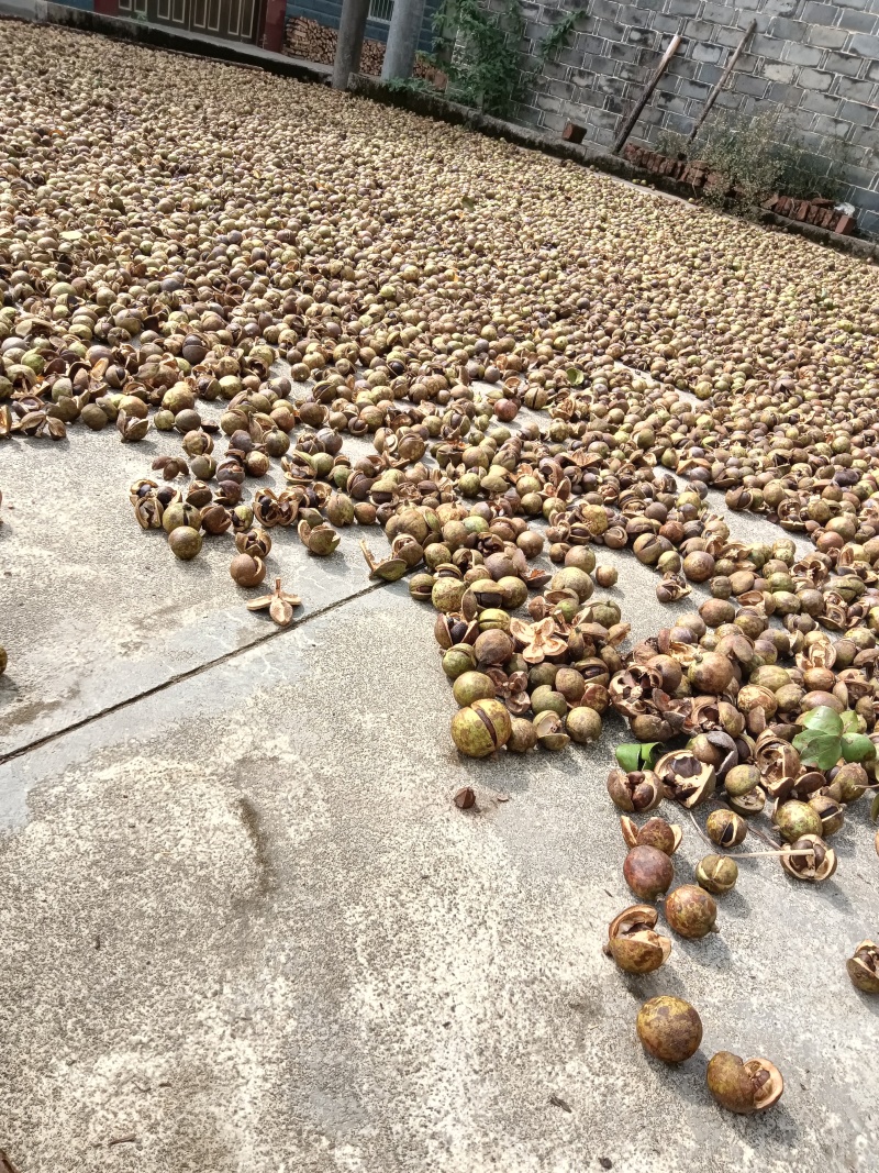 山茶油