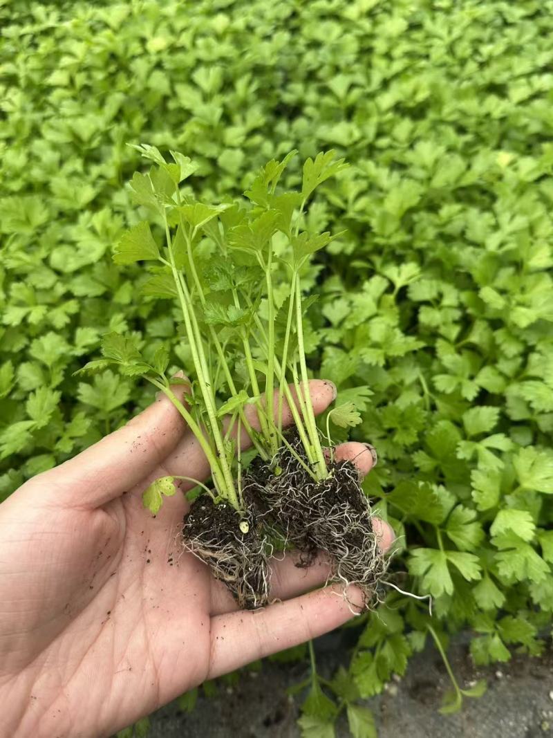 四季可栽植耐寒西芹秧苗蔬菜幼苗适合秋冬种植高产农户蔬菜秧