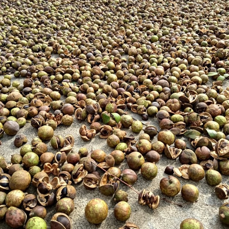 山茶油