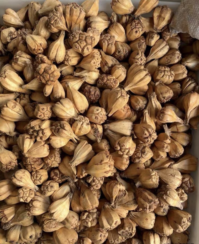 山菠萝野菠萝露兜树中药材批发一手货源2斤包邮