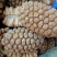 山菠萝野菠萝露兜树中药材批发一手货源2斤包邮