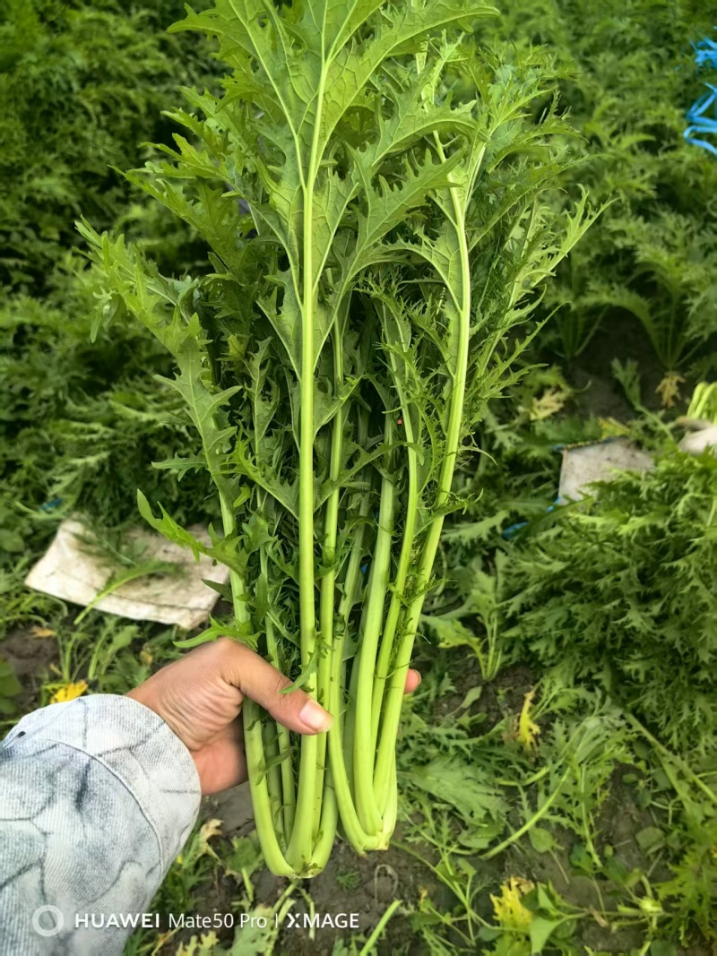 湖北一手货源雪里红对接全国市场清脆鲜嫩价格美丽质量好