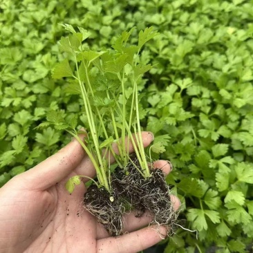 四季高产芹菜秧苗带土发货基地皇后西芹苗香芹苗阳台小院种植