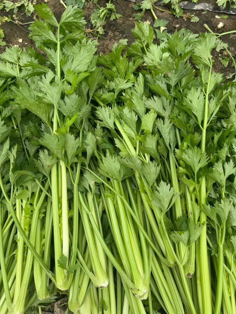 河南芹菜产地货源当季新货按需打包批发市场电商价格优惠