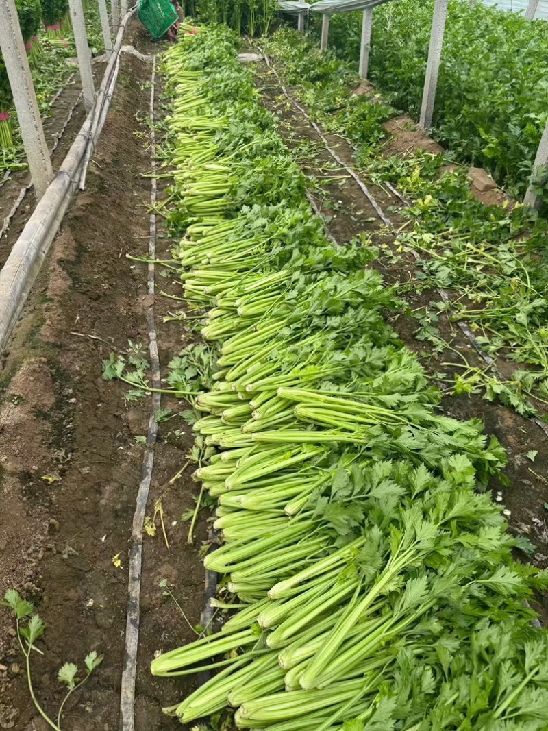 河南芹菜产地货源当季新货按需打包批发市场电商价格优惠