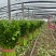 河南芹菜产地货源当季新货按需打包批发市场电商价格优惠