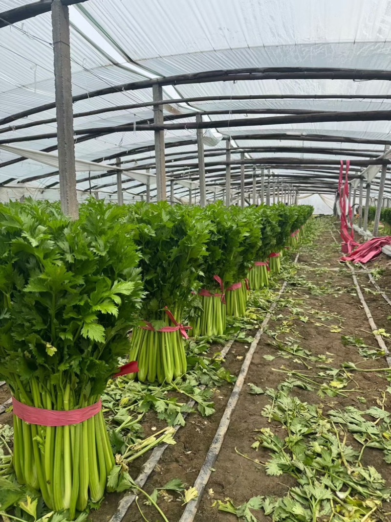 河南芹菜产地货源当季新货按需打包批发市场电商价格优惠