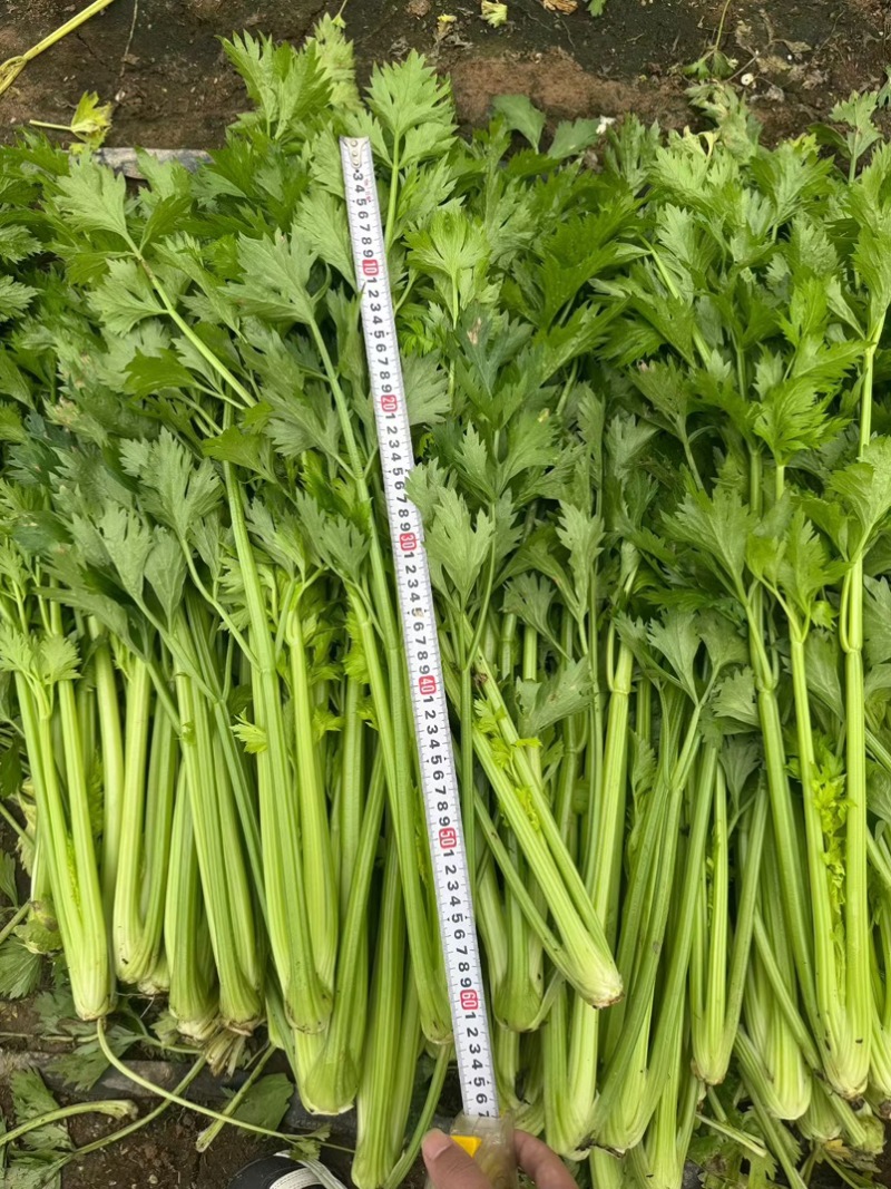 河南芹菜产地货源当季新货按需打包批发市场电商价格优惠