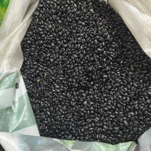 绿芯黑豆食用豆浆豆腐青仁黑豆黄芯黑皮黑豆大量现货