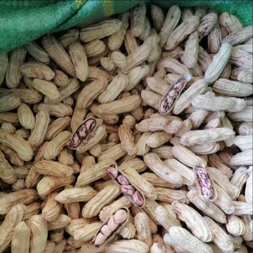 云南七彩花生，产地直供量大，价优