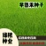 早熟禾种子四季草坪庭院草种耐践踏耐阴耐寒低矮免修高发芽率