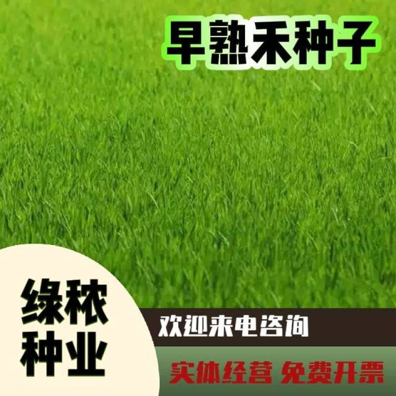 早熟禾种子四季草坪庭院草种耐践踏耐阴耐寒低矮免修高发芽率