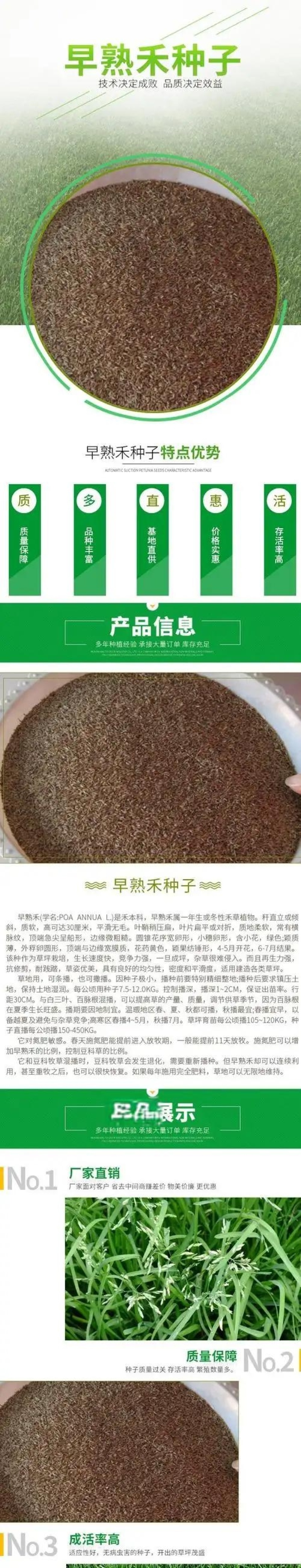 早熟禾种子四季草坪庭院草种耐践踏耐阴耐寒低矮免修高发芽率