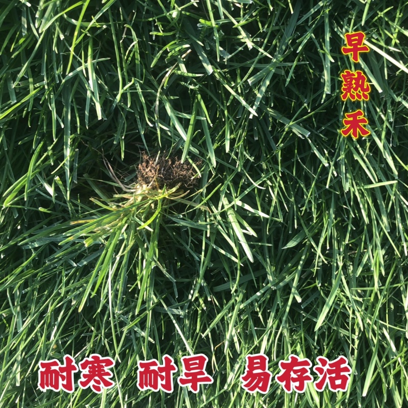 早熟禾种子四季草坪庭院草种耐践踏耐阴耐寒低矮免修高发芽率