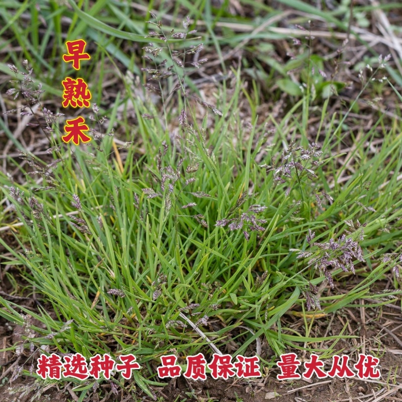 早熟禾种子四季草坪庭院草种耐践踏耐阴耐寒低矮免修高发芽率