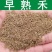 早熟禾种子四季草坪庭院草种耐践踏耐阴耐寒低矮免修高发芽率