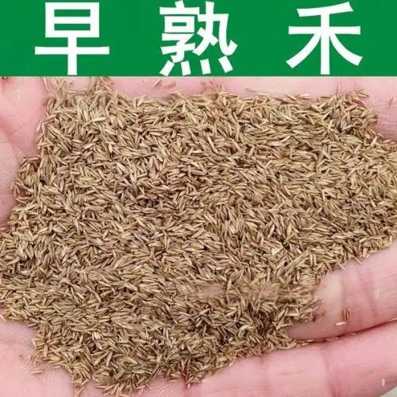 早熟禾种子四季草坪庭院草种耐践踏耐阴耐寒低矮免修高发芽率